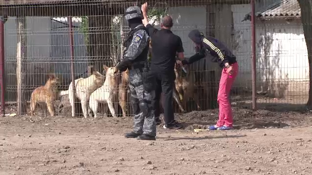 Caini ridicati cu mascati de la o ferma din Braila. Un barbat a fost gasit mancat de viu de animale