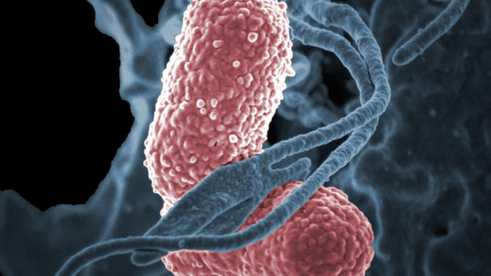 bacterii pneumonie