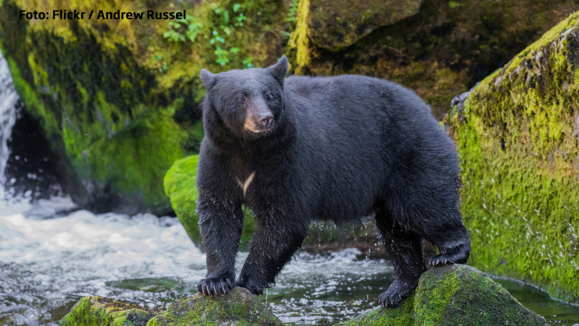 Ursii alpinisti care urca pe un perete vertical de stanca. VIDEO. Ar putea fi noul viral al anului