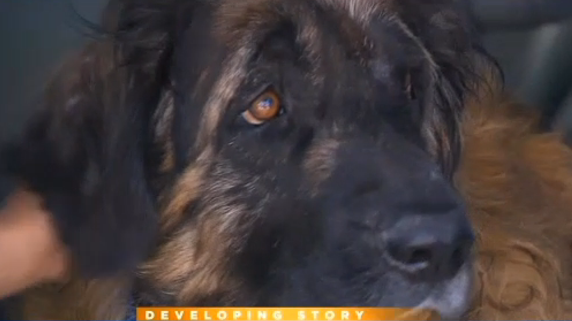 A crezut ca i-au eutanasiat cainele, insa l-a gasit in viata dupa 6 luni. Explicatia veterinarului