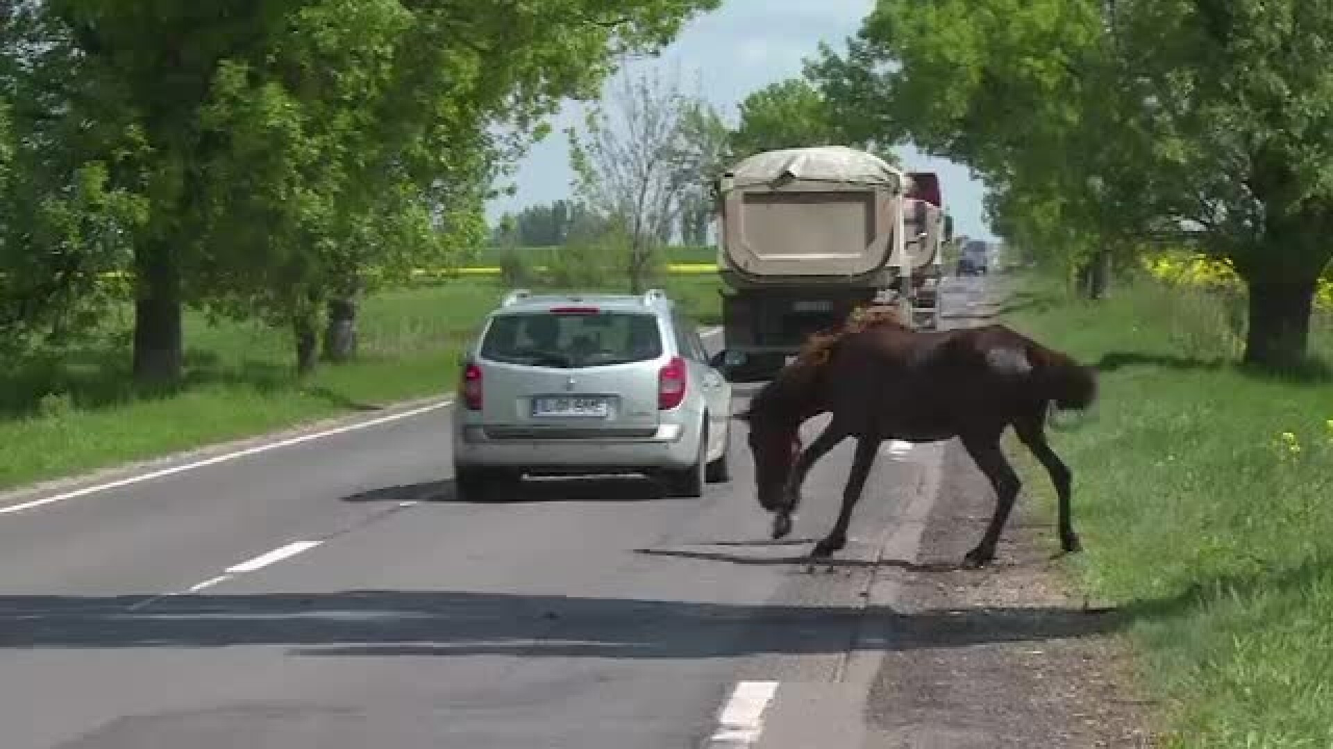 Au scapat la limita de o moarte ingrozitoare. Un roi de albine furioase a atacat 5 adulti si un copil