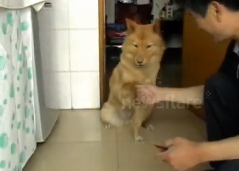 VIDEO. Duodou, cainele din China care rezolva calcule aritmetice. A inceput sa "studieze" cand avea 4 luni