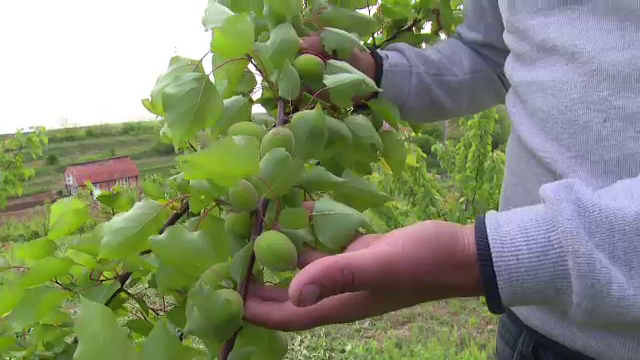 Vremea buna le aduce profit fermierilor din centrul tarii. Schema unei afaceri de zeci de mii de euro, cu pomi fructiferi