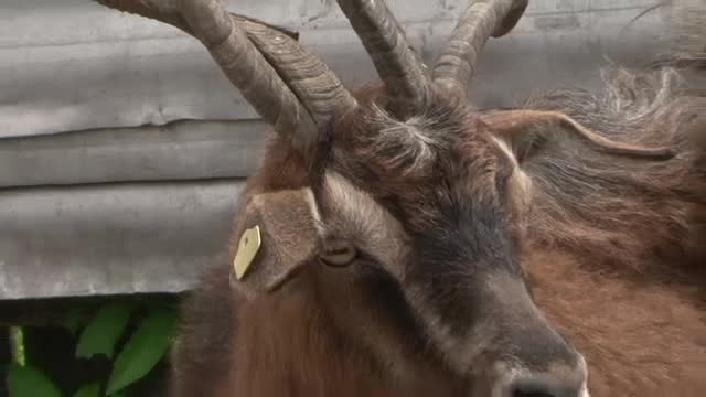 "Semn rau sau doar o ciudatenie a naturii?" Caprele unui cioban din Mehedinti au 4, 5 sau 6 coarne