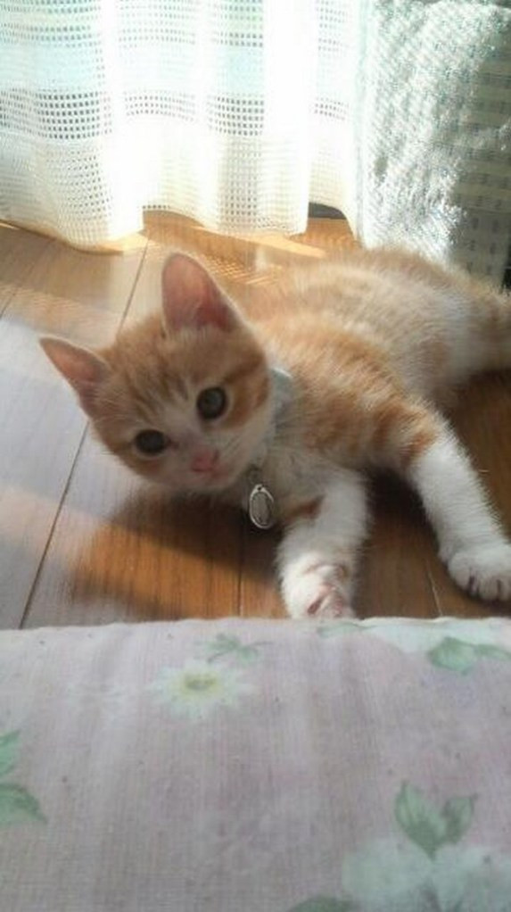 Motanul pe care il iubeste internetul, desi este supraponderal. Cum arata Kintoki la 15 kilograme