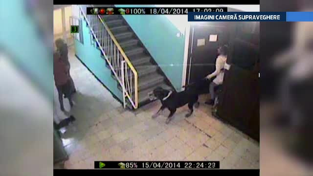 Scene de groaza in scara unui bloc din Bucuresti. Un caine rotweiller ataca plin de furie o mama si copilul ei. VIDEO