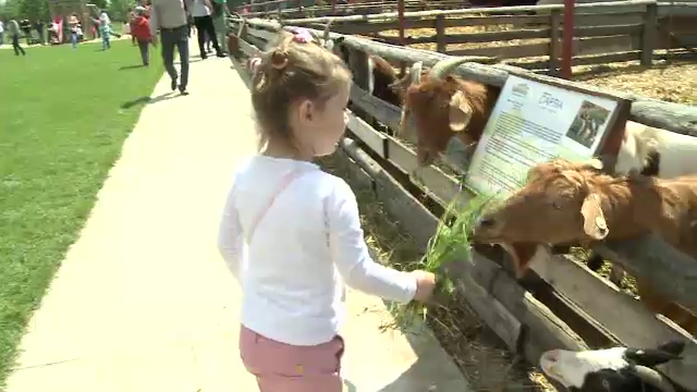 Copiii nascuti intre blocuri au ocazia sa vada pe viu capre si vaci. Oferta fermelor turistice de langa Bucuresti