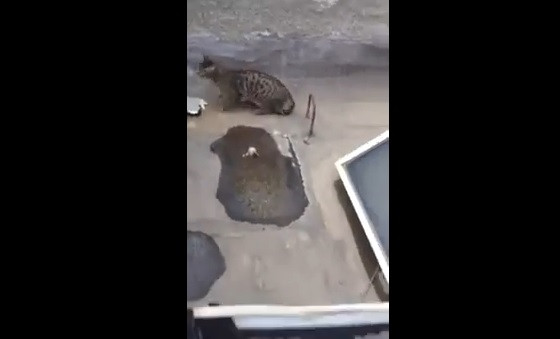 O pisica a scapat nevatamata, dupa ce a cazut de la al treilea etaj al unei cladiri. VIDEO