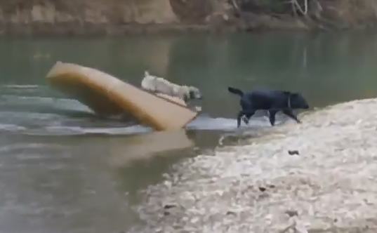 VIDEO. Momentul in care un labrador curajos sare in ajutorul unor caini izolati intr-o barca