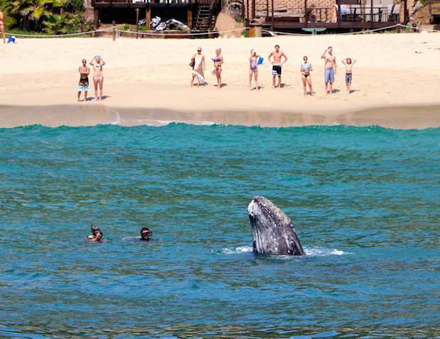 Imagini unice surprinse pe o plaja din California. Balenele si puii lor se apropie la cativa metri de de tarm. FOTO