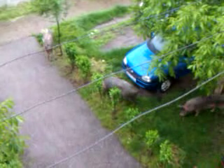 Aradul rural: Turme de porci in parcurile si la ghenele de gunoi dintre blocuri. VIDEO