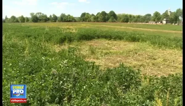 Un italian stabilit in Maramures a fost lovit cu coasa in cap de cativa tigani
