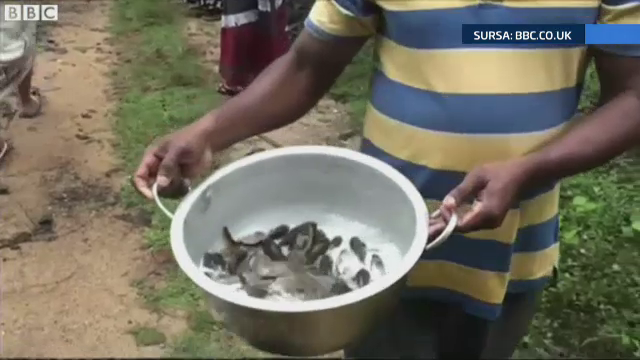 A plouat cu pesti in Sri Lanka. Oamenii de stiinta au explicatia fenomenului care i-a speriat pe oameni