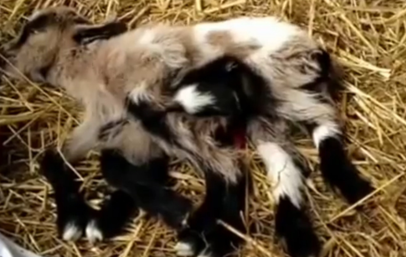 In Croatia s-a nascut iedul cu 8 picioare. "Octo-capra" are organe de reproducere masculine, dar si feminine. VIDEO