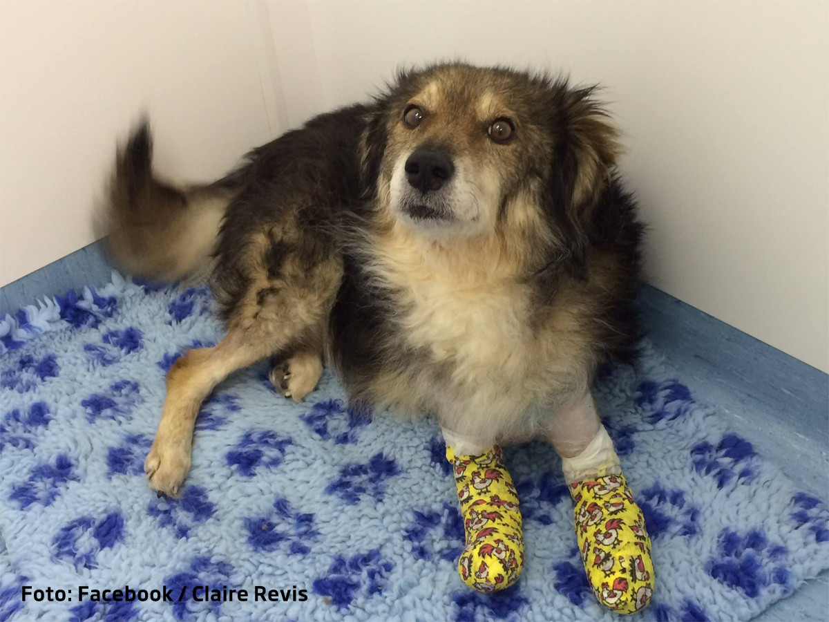 Caine din Romania, salvat in Anglia. "La el in tara oamenii bat cainii pe strada si ii otravesc"