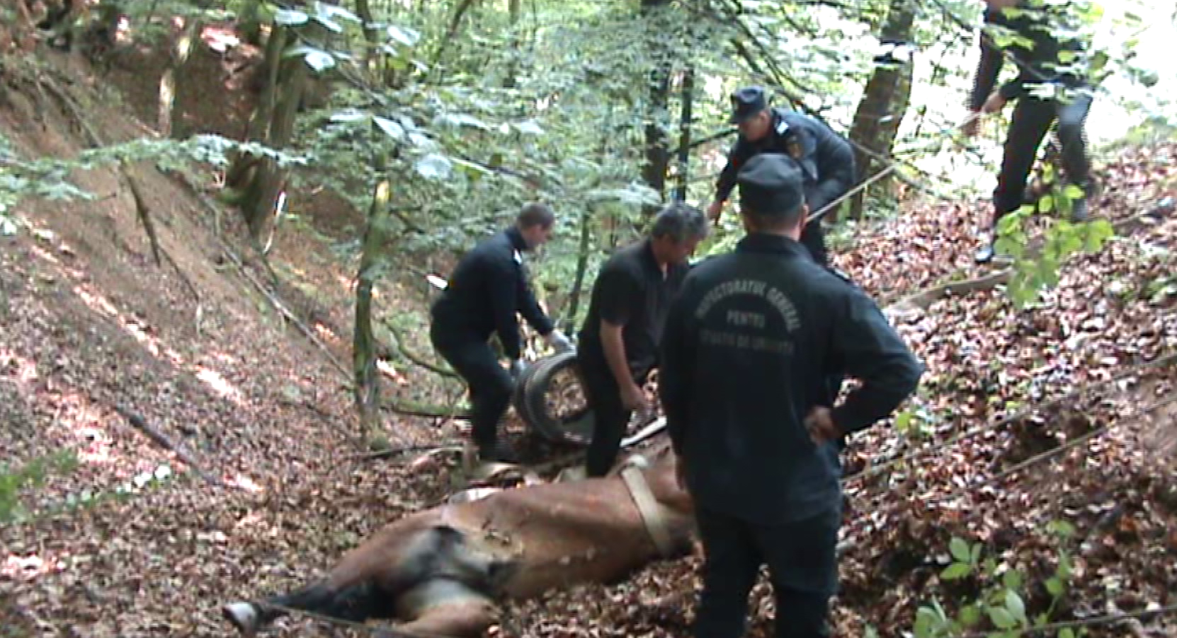 Operatiune de salvare a unui cal cazut intr-o rapa, in apropiere de Resita. VIDEO