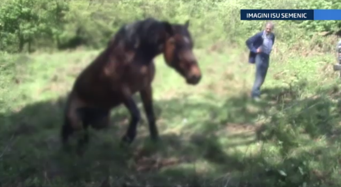Cal cazut intr-o râpă adanca de 12 metri salvat de pompieri. Filmul unei misiuni dificile, in Caras-Severin