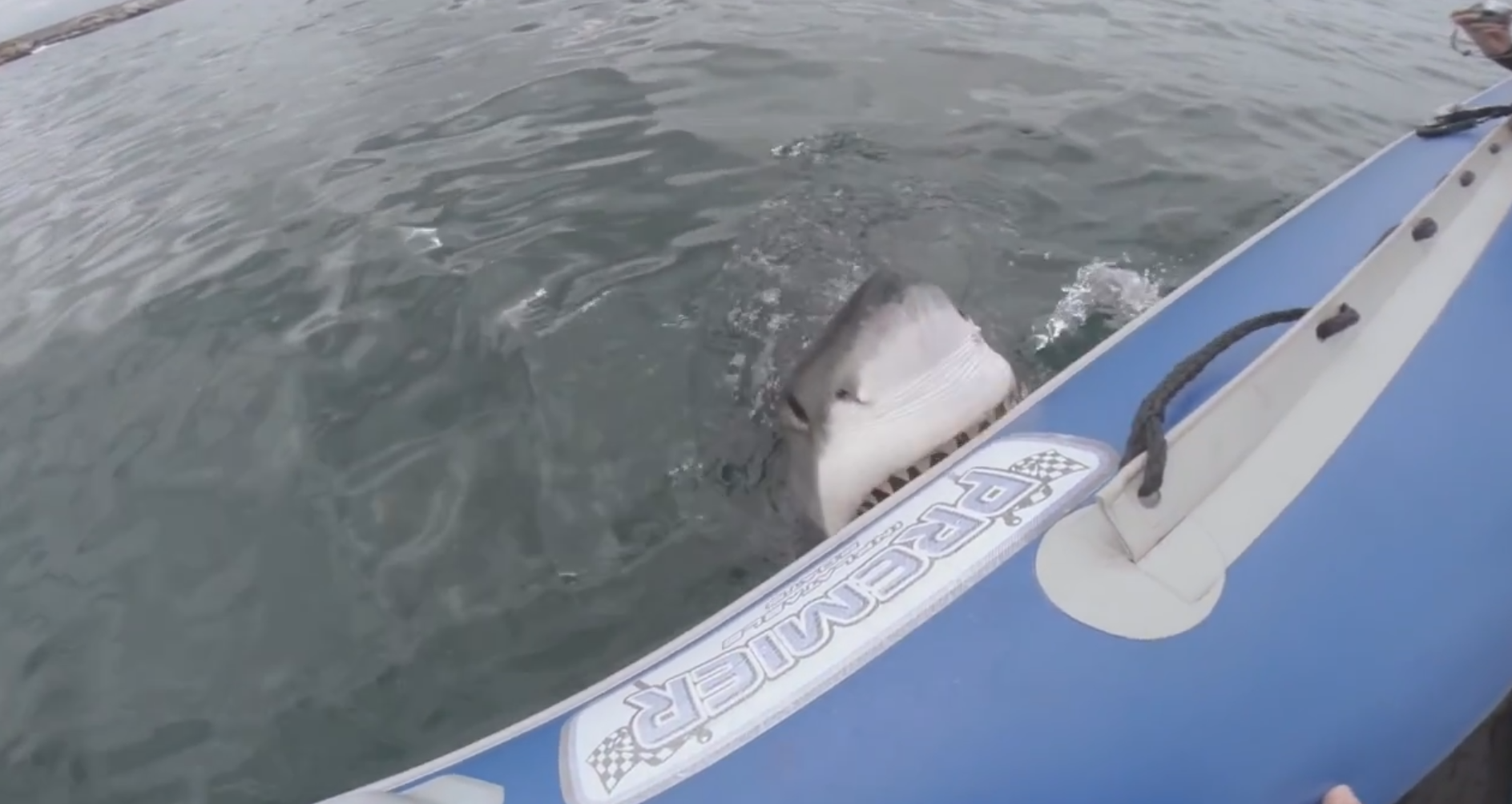 VIDEO. Momentul in care un rechin musca dintr-o barca pneumatica. La bord se afla echipa de filmare a unui canal Youtube