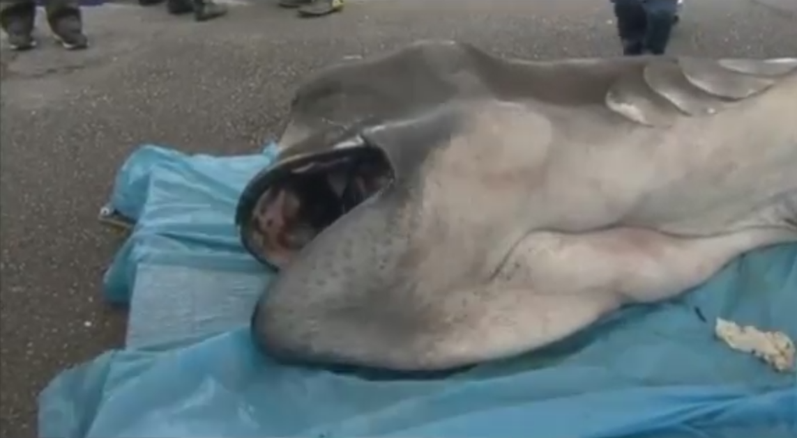 Un rechin rar a fost capturat in Japonia. Peste 1000 de persoane au asistat la autopsia neobisnuitei creaturi.VIDEO