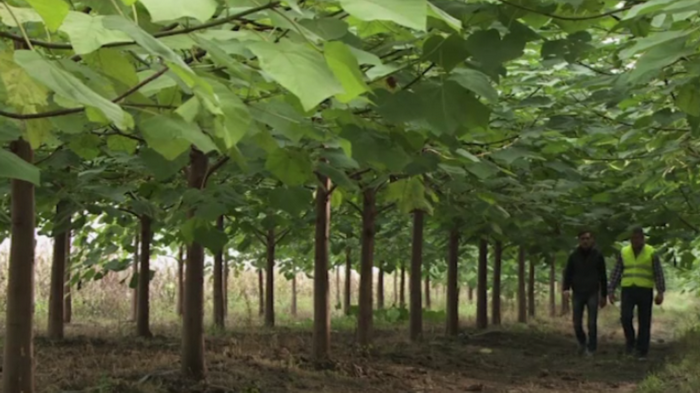 Afacerea cu arbori minune care aduce un profit de 10.000 de euro pe an. Lemnul de paulownia si-a facut intrarea in Romania