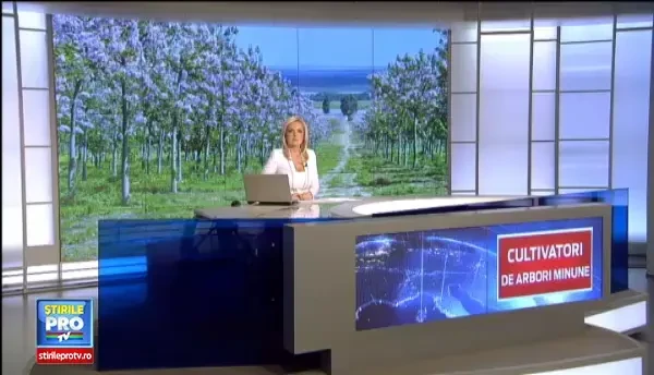 Agricultura cu arbori minune care aduce un profit de 10.000 de euro pe an. Lemnul de paulownia si-a facut intrarea in Romania