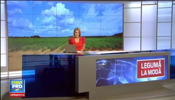 Sparanghelul, medicament pentru organism si portofel. Profitul adus de un singur fir e de 10 ori mai mare decat investitia