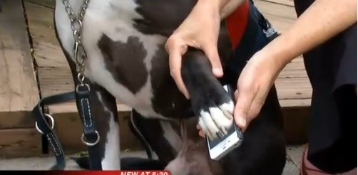 Major, cainele care stie sa foloseasca un iPhone. Cum i-a salvat viata stapanului sau