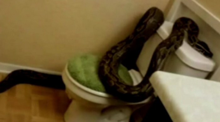 O femeie din Statele Unite s-a trezit cu un piton de peste trei metri in baie