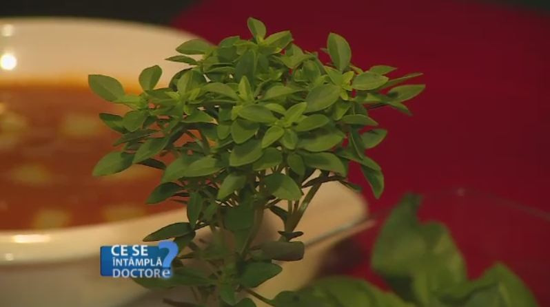 Efectele terapeutice ale busuiocului. Care sunt cele mai eficiente metode de a-l integra in dieta noastra