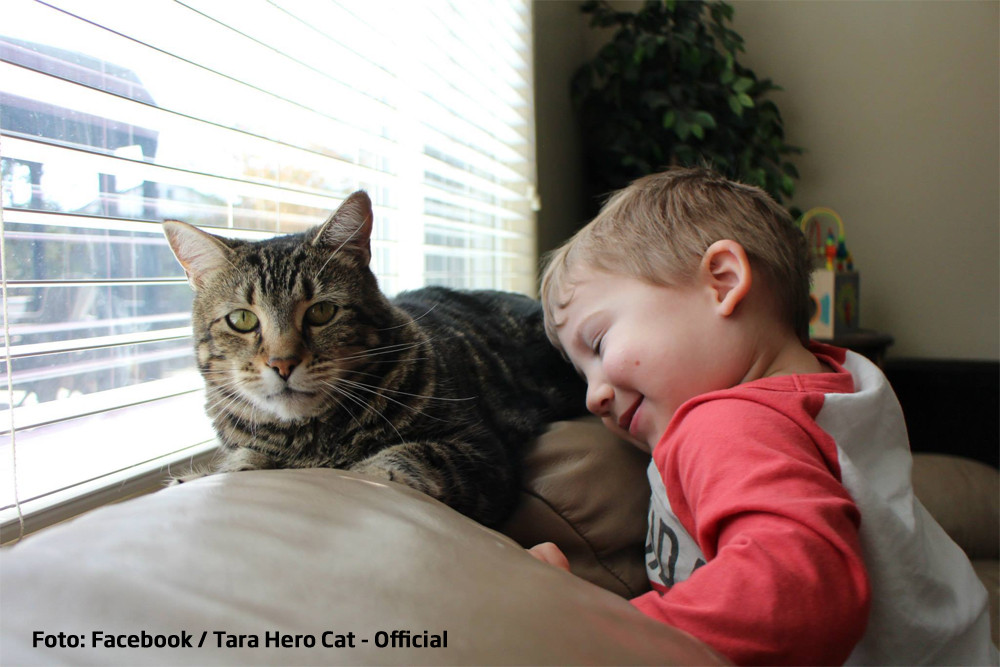 Ce se va intampla cu pisicuta care a salvat un copil atacat de caine. "Tara" a ajuns pe un magazin online