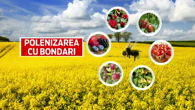 Bondarii, cei mai buni "angajati" din sere. Tot mai multi fermieri romani aleg o astfel de polenizare