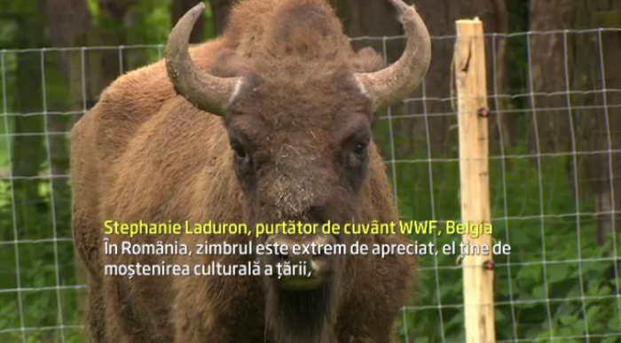 Dupa 200 de ani de absenta, un urias legendar al Romaniei va fi iar liber prin paduri. Zimbrii se intorc in Muntii Carpati