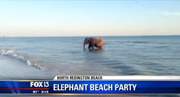 O femeie de 60 de ani si-a indeplinit dorinta de o viata. S-a plimbat cu un elefant pe o plaja din Florida