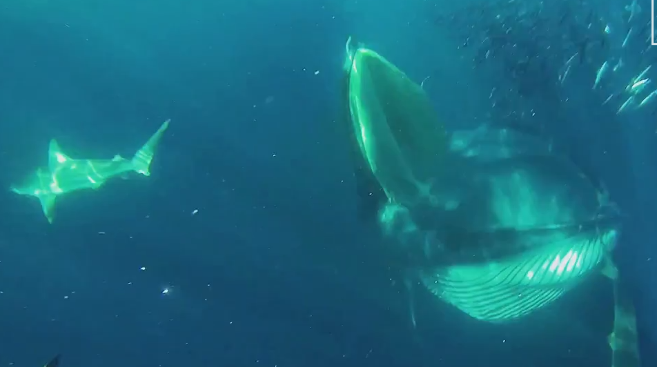 "Am realizat ca se indrepta spre mine." Momentul in care un scafandru a ajuns in calea unei balene infometate
