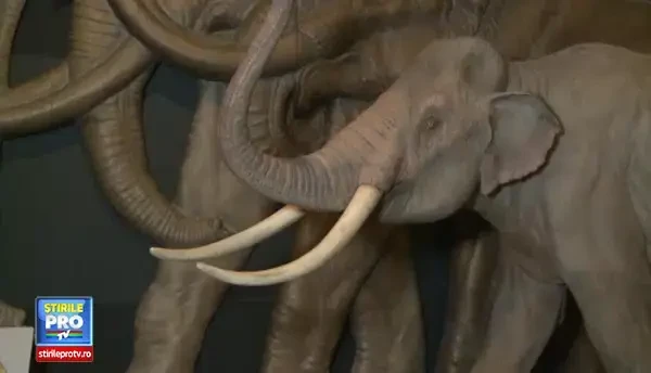 CLIPUL ZILEI: Cel mai bine conservat pui de MAMUT, expus la muzeu