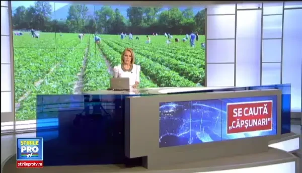 Productie record de capsuni. Explicatia amuzanta a unui agricultor: Cum anunta Busu ca baga 30 de grade, merge treaba