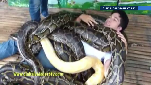 Masajul cu pitoni, bonusul bizar oferit de o gradina zoologica din Filipine. Regulile stricte pe care le respecta "clientul"