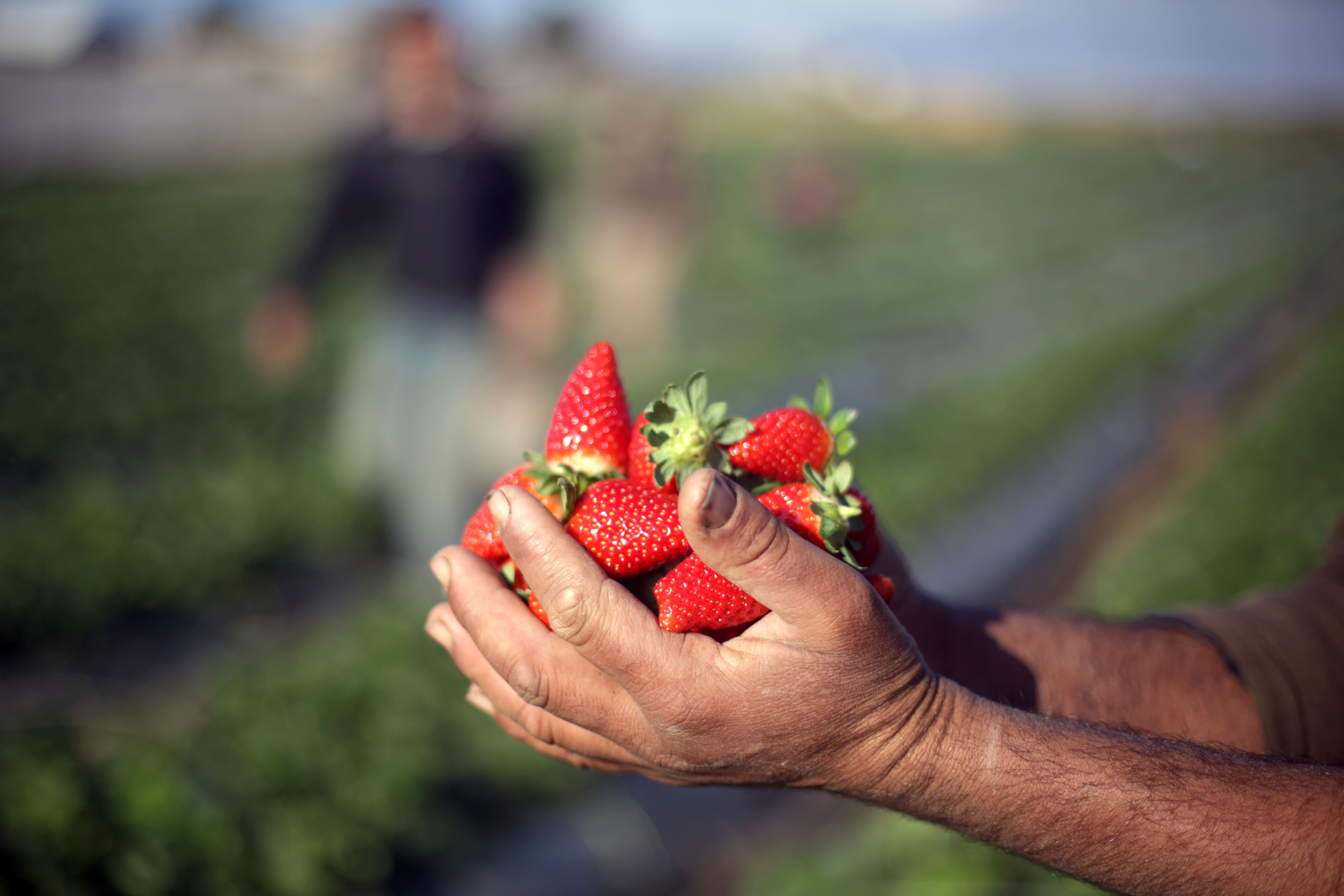 Ambitia agricultorilor romani de a face capsunari din italieni si spanioli. Productia record din 2014, o lovitura financiara