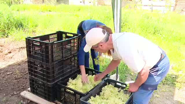 Englezul care face bani cu socul romanesc. Afacerea pusa la cale de un britanic, care a ajuns si in atentia familiei regale