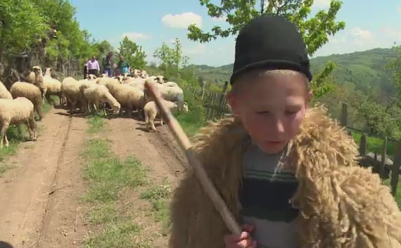 Copiii muntilor. La 12 ani, isi doresc sa devina ciobani si sa traiasca la stana: "Nu este greu deloc, este foarte frumos"