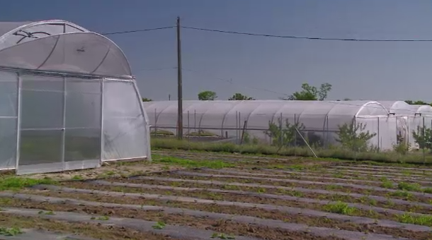 Marius Boroi, omul care a plantat bani europeni in Gradina din Constanta. "Sa iei 25.000 de euro, bani gramada, e mare lucru"