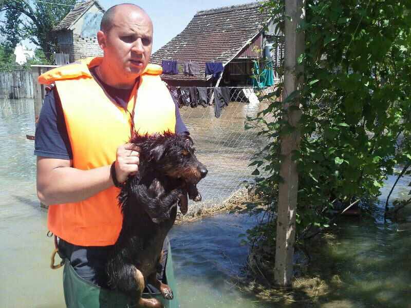 Pompierii timiseni au salvat mii de animale din gospodariile afectate de inundatii, in Serbia