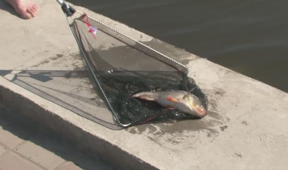 Fenomen ciudat la Tulcea. Zeci de pesti in agonie, unii si de 4kg, au fost gasiti luni pe malul unui lac