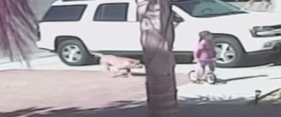 Scrappy, cainele violent al carui atac a fost oprit de o pisica, a fost eutanasiat