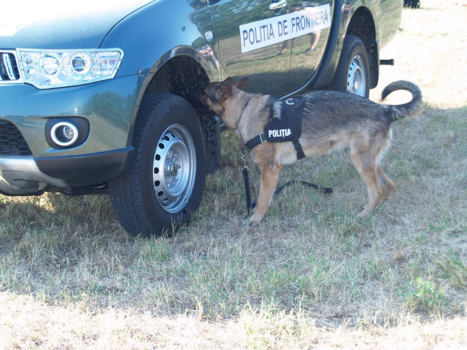 Un caine politist a incurcat planurile unui contrabandist. Unde au fost descoperite pachetele de tigari