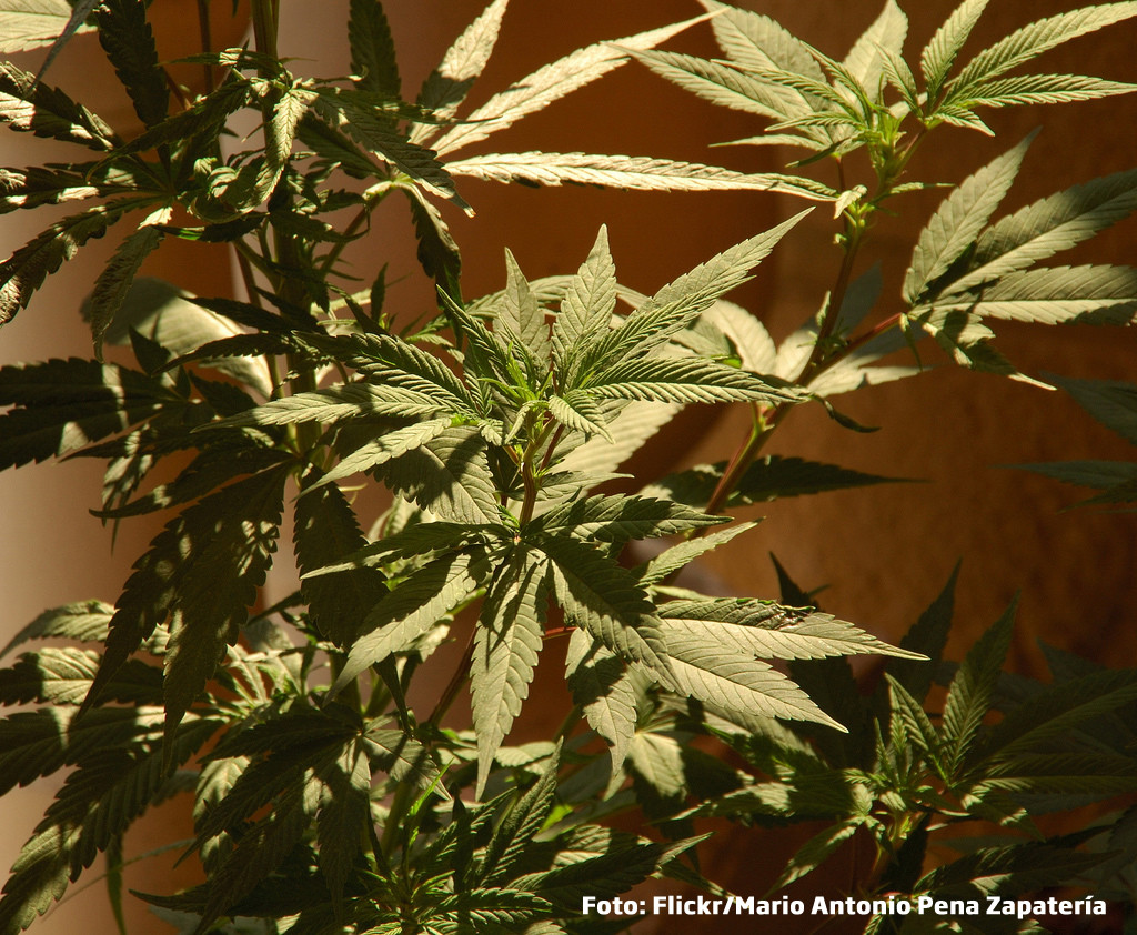 Ce au gasit politistii intr-un apartament de bloc din Capitala. Motivul pentru care proprietarul asculta Vivaldi la maxim