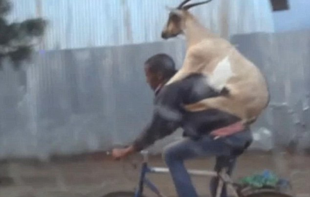 Biciclistul care merge cu capra in spate. Imaginile din Etiopia care au devenit viral pe internet. VIDEO