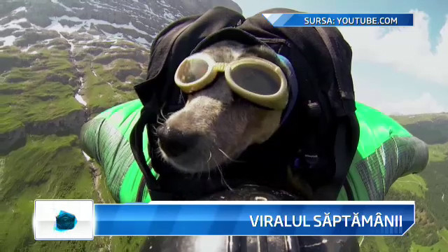 Cainele care cade din cer cu 200 km/h. Este viralul acestei saptamani