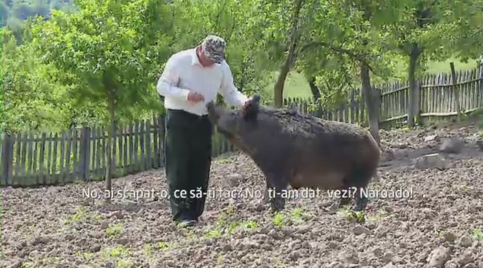 Afacere de succes cu mistreti in Hunedoara. Un crescator de animale are atat de multe comenzi incat nu le poate onora