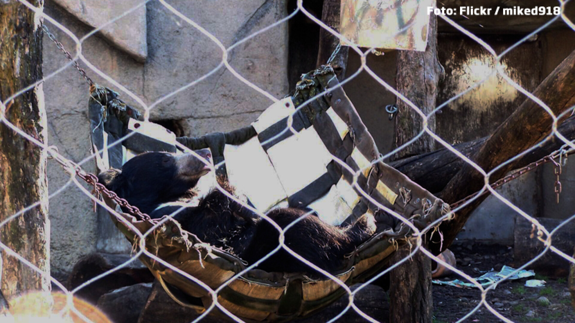 S-a uitat peste gard la vecin si a vazut un urs dormind in hamac. Orasul unde te poti trezi cu Mos Martin in curte. VIDEO